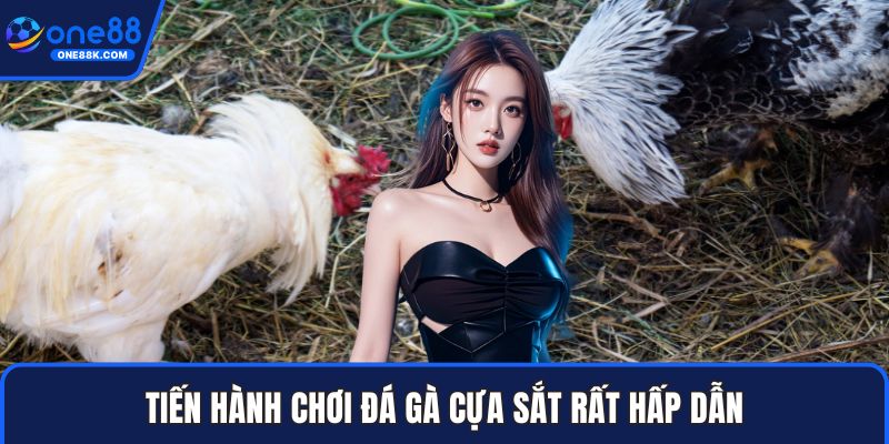 Tiến hành chơi đá gà cựa sắt rất hấp dẫn